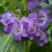 Penstemon Pensham Westminster Belle